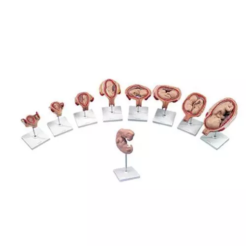 Deluxe Pregnancy Set  L11