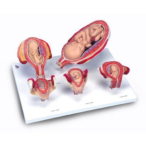 Pregnancy Set L11/9
