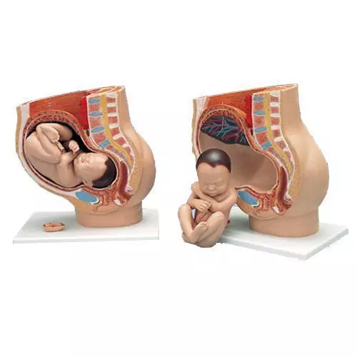 3-part Pregnancy Pelvis L20