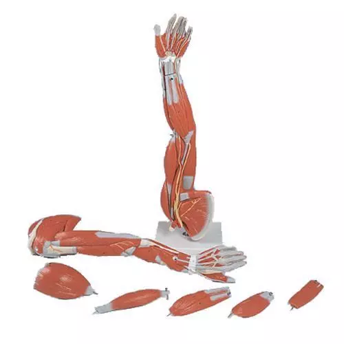 6-part Arm Muscles 3/4 Life Size M10