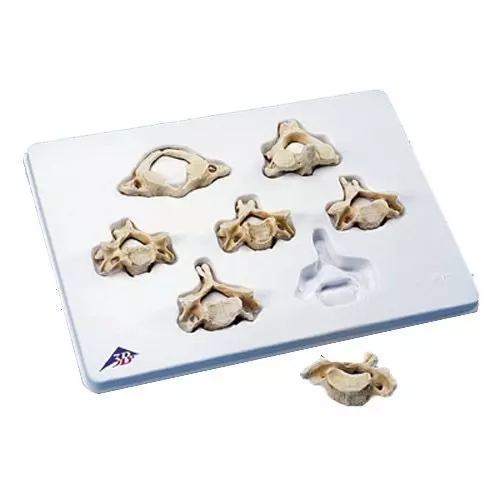 Set of 7 BONElike™ Cervical Vertebrae A790