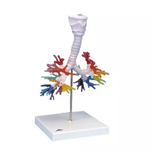 CT Bronchial Tree with Larynx G23