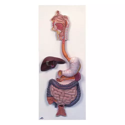 Digestive System, 2 part K20