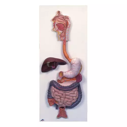 Digestive System, 3 part K21