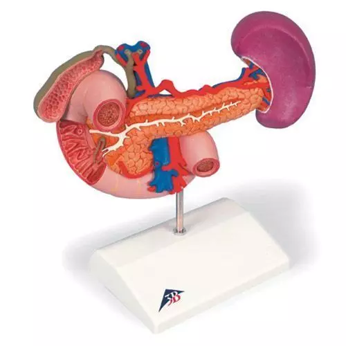 Epigastrium, posterior organs K22/2