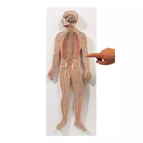 Nervous System, Half-lifesize, C30