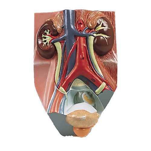 Male Urinary System,  2,75 times life size VF325