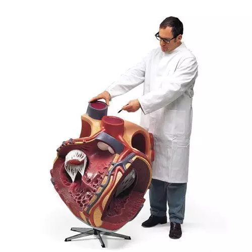 Giant Heart, 8 times life size  VD250