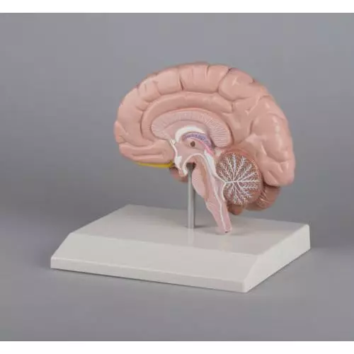 Model of the right brain half Erler Zimmer