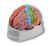 Brain functional / regional 5-parts Erler Zimmer
