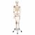 Human Ligament Skeleton, Leo, on 5 star stand A12