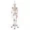 SAM, Deluxe Human Skeleton Sam, flexible with muscles origins and insertion and ligaments, A13/1