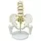 5-piece Pelvis with lumbar vertebrae and femur heads - Mediprem