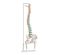 Column with femur stump - Mediprem