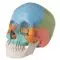 Adult Human Skull - Didactic Coloured Version, 22 part A291