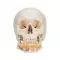 Classic Human Skull, with Open Lower Jaw A22