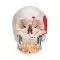 Classic Human Skull with Opened Lower Jaw, A22/1