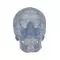 Transparent Classic Human Skull A20/T