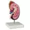 Kidney model, 1.5x life size Erler Zimmer