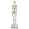 Human anatomical mini skeleton (45 cm) - Mediprem