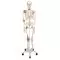 Human Ligament Skeleton, Leo, on 5 star stand A12