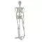 Human anatomical mini skeleton (45 cm) - Mediprem