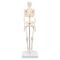 Mini Skeleton - Shorty - on a base A18