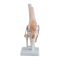 Mediprem Knee Joint Model 
