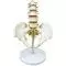 5-piece pelvis model with lumbar vertebrae - Mediprem