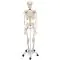 Human Skeleton Model Stan, mounted on a 5-star-base stand A10