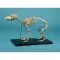 Dog Skeleton model Erler Zimmer