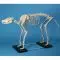 Dog skeleton big Erler Zimmer