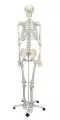 180 cm Human Anatomical Skeleton Model - Mediprem