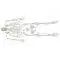 Disassembled human skeleton model - Mediprem