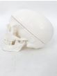 3-part human skull model - Mediprem 