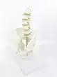 5-piece pelvis model with lumbar vertebrae - Mediprem