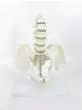 5-piece pelvis model with lumbar vertebrae - Mediprem