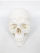 3-part human skull model - Mediprem 
