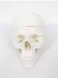 3-part human skull model - Mediprem 