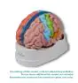 Brain functional / regional 5-parts Erler Zimmer