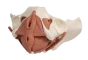 Female pelvic floor model 12 parts Erler Zimmer