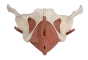 Female pelvic floor model 12 parts Erler Zimmer