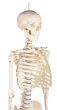Miniature Skeleton model Patrick - Erler Zimmer