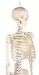 Miniature Skeleton model Patrick - Erler Zimmer