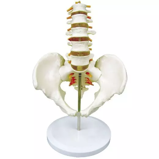 5-piece pelvis model with lumbar vertebrae - Mediprem