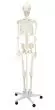 180 cm Human Anatomical Skeleton Model - Mediprem