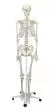 180 cm Human Anatomical Skeleton Model - Mediprem