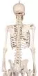 Miniature Skeleton model Patrick - Erler Zimmer