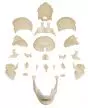 Osteopathic skull model 22 parts anatomical version R4701 Erler Zimmer