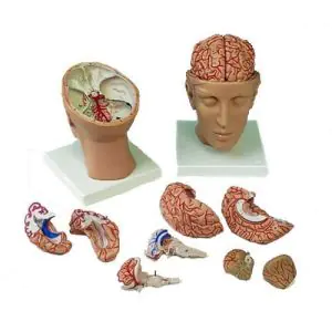 Brain inside Head C25